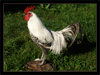 Gallo